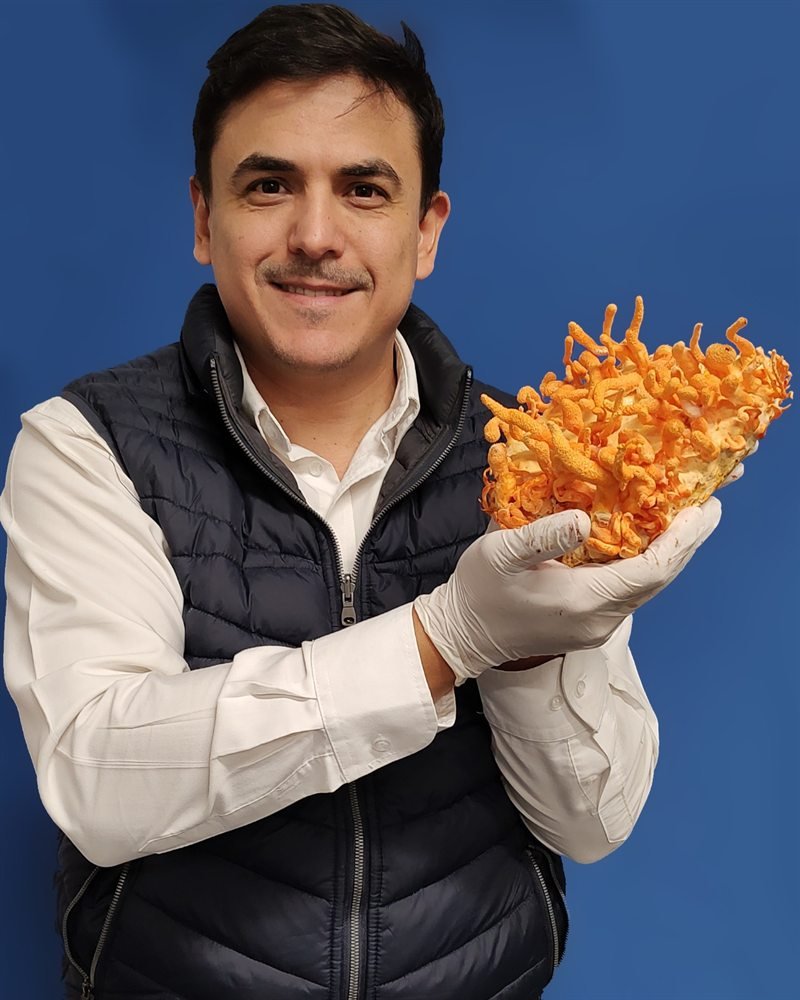 Cultivo de Cordyceps militaris sostenido por el investigador